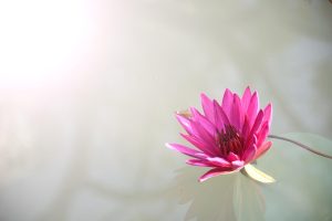 Vip Lotus App Download: Step-by-Step Guide for India (2027)